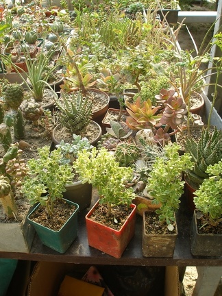 Коллекция Татьяны Кецко (Гнедин, Киевская обл.)