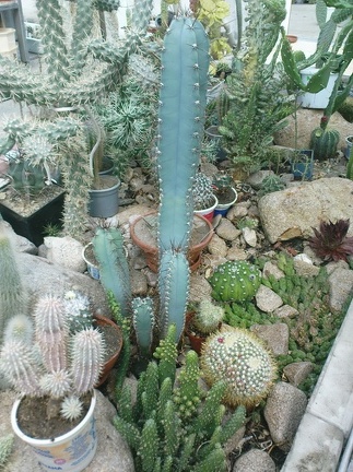 Коллекция Павла Климанова  (Феодосия)