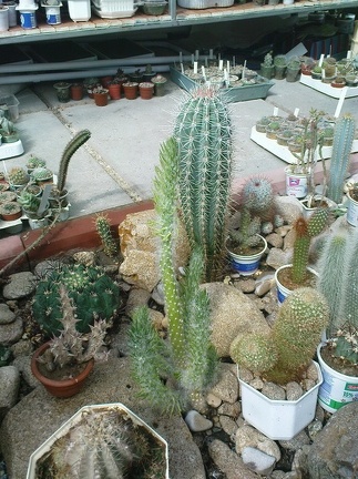 Коллекция Павла Климанова  (Феодосия)