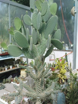 Коллекция Павла Климанова  (Феодосия)