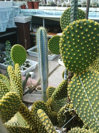 Коллекция Павла Климанова  (Феодосия)