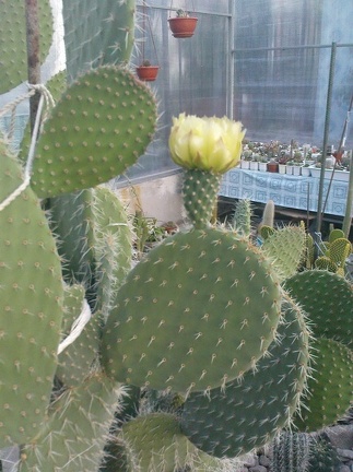 Коллекция Павла Климанова  (Феодосия)