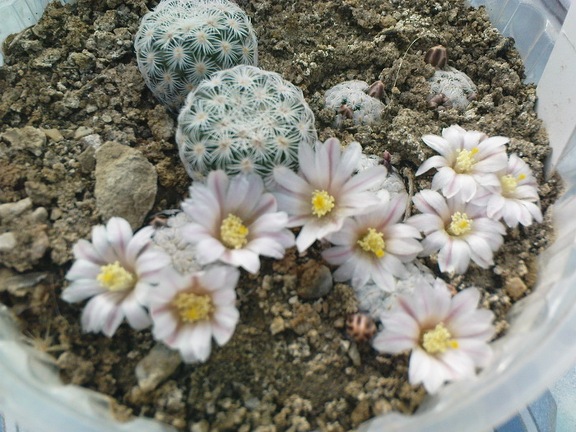 Коллекция Павла Климанова  (Феодосия)