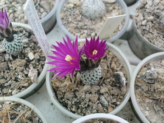 Коллекция Павла Климанова  (Феодосия)