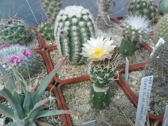 Коллекция Павла Климанова  (Феодосия)