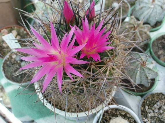 Коллекция Павла Климанова  (Феодосия)