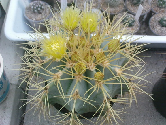 Коллекция Павла Климанова  (Феодосия)