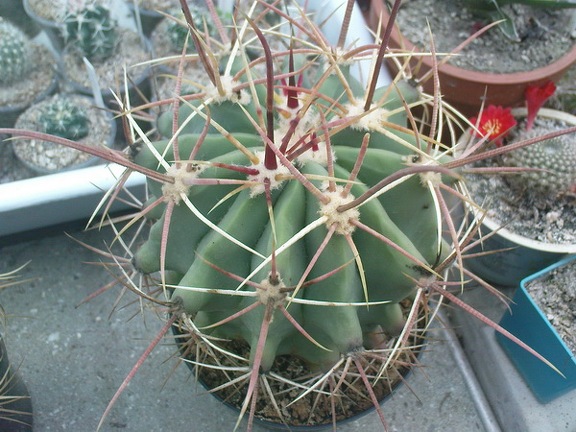 Коллекция Павла Климанова  (Феодосия)