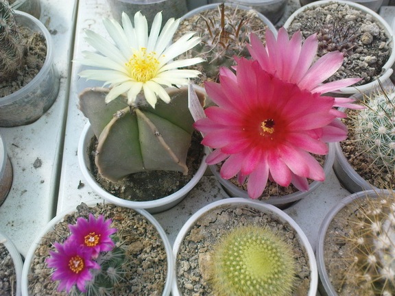 Коллекция Павла Климанова  (Феодосия)