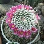 Коллекция Павла Климанова  (Феодосия)