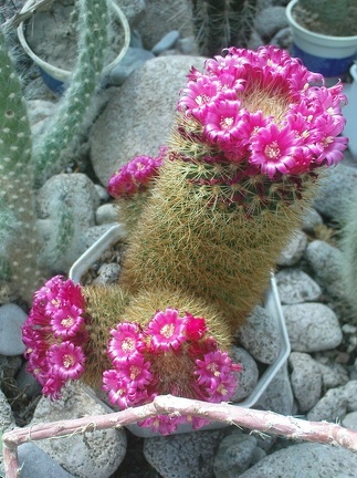 Коллекция Павла Климанова  (Феодосия)