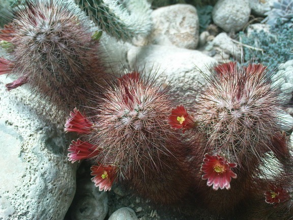 Коллекция Павла Климанова  (Феодосия)