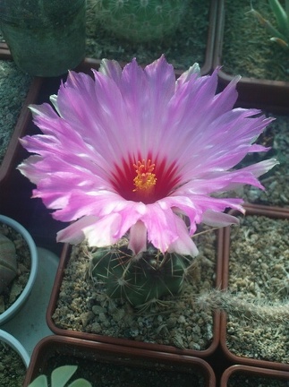 Коллекция Павла Климанова  (Феодосия)