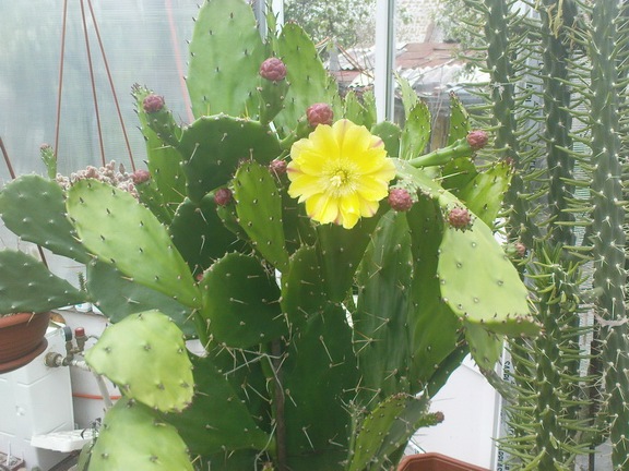 Коллекция Павла Климанова  (Феодосия)