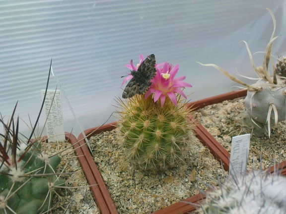 Коллекция Павла Климанова  (Феодосия)