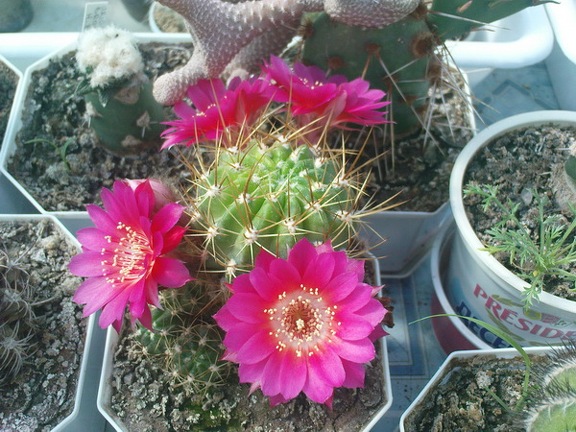 Коллекция Павла Климанова  (Феодосия)