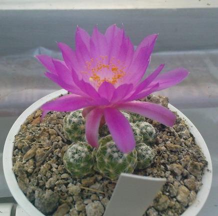 Коллекция Павла Климанова  (Феодосия)