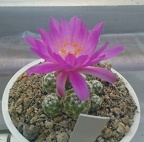 Коллекция Павла Климанова  (Феодосия)