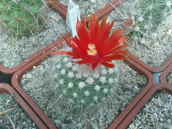 Коллекция Павла Климанова  (Феодосия)