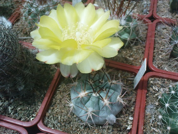 Коллекция Павла Климанова  (Феодосия)