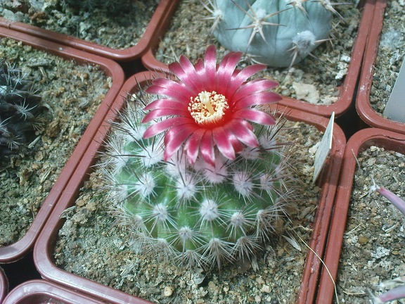 Коллекция Павла Климанова  (Феодосия)