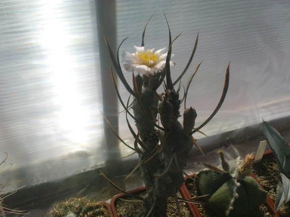 Коллекция Павла Климанова  (Феодосия)