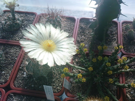 Коллекция Павла Климанова  (Феодосия)