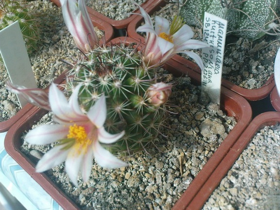 Коллекция Павла Климанова  (Феодосия)