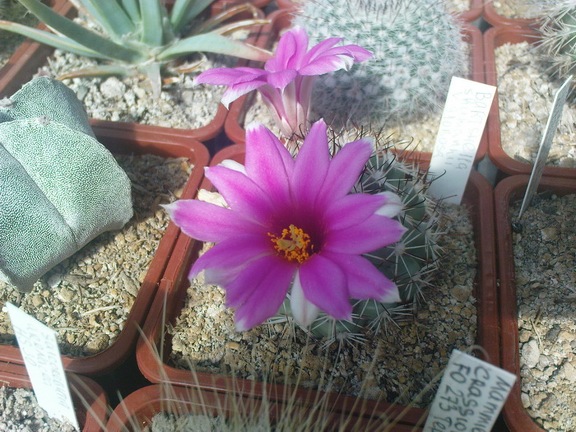 Коллекция Павла Климанова  (Феодосия)