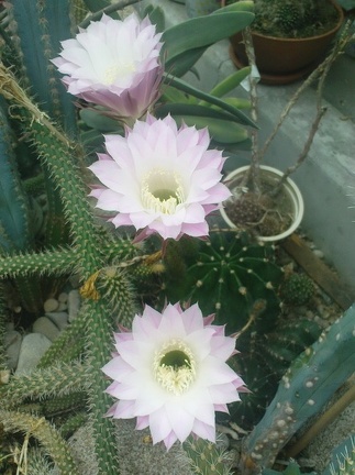 Коллекция Павла Климанова  (Феодосия)