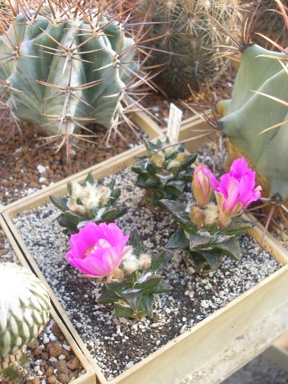 Коллекция Игоря Лавровского  (Киев)