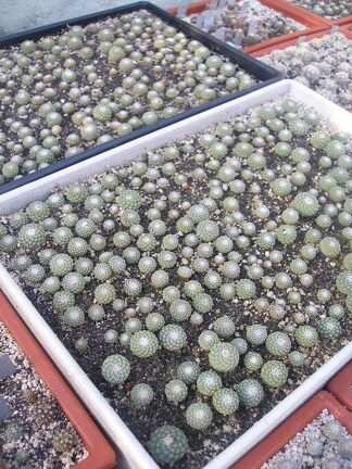 Коллекция Игоря Лавровского  (Киев)