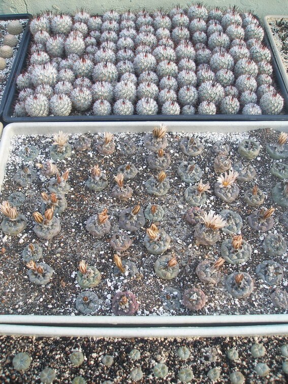 Коллекция Игоря Лавровского  (Киев)