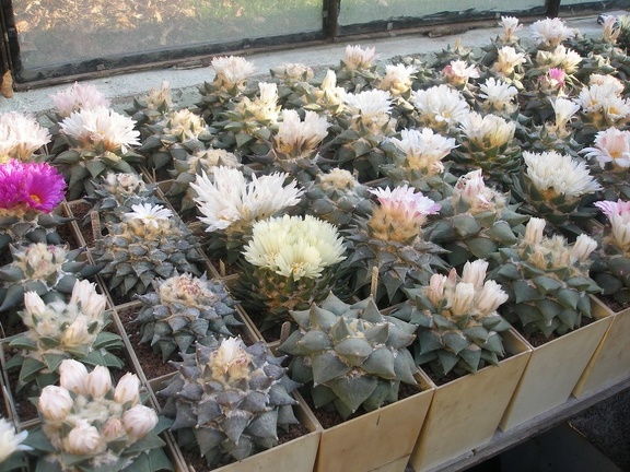 Коллекция Игоря Лавровского (Киев)