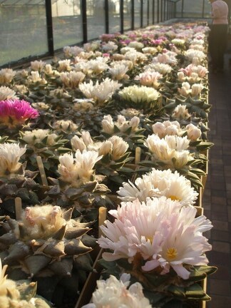 Коллекция Игоря Лавровского (Киев)