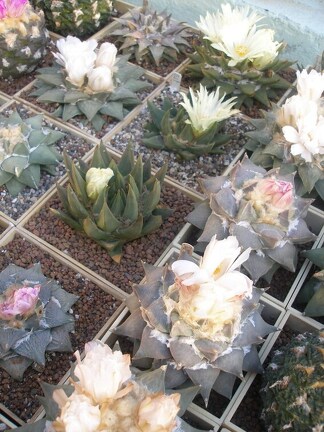 Коллекция Игоря Лавровского (Киев) 