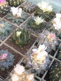 Коллекция Игоря Лавровского (Киев) 