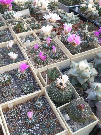 Коллекция Игоря Лавровского (Киев)