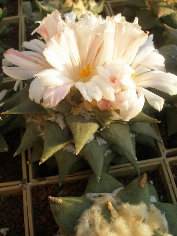 Коллекция Игоря Лавровского (Киев)