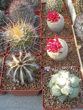 Коллекция Игоря Лавровского (Киев)