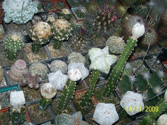 Коллекция  Владислава и Татьяны Липских (Винница)