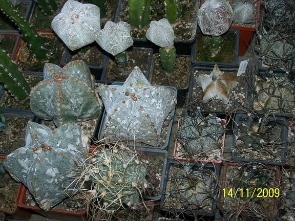 Коллекция  Владислава и Татьяны Липских (Винница)