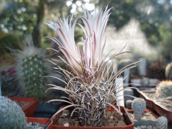 Коллекция Александра Литвина (Киев)