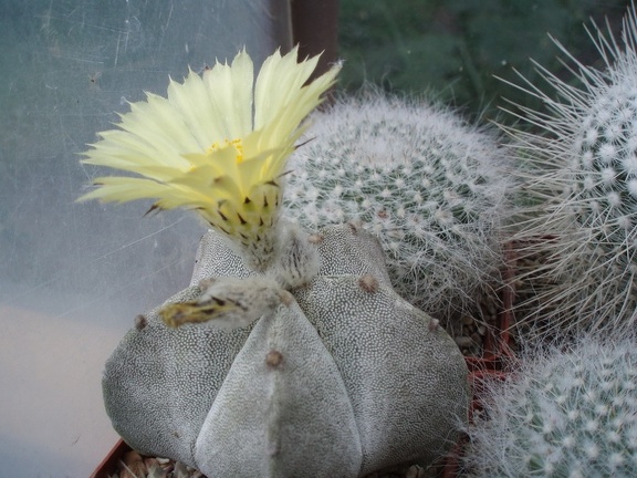 Коллекция Александра Литвина (Киев)