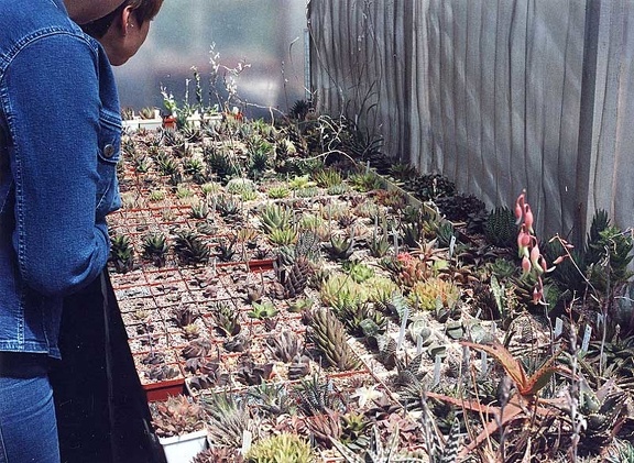 Коллекция Григория Мухина (Фастов) (4435 відвідувань) Фото Владимира Иванова (Киев)
Коллекция Григория Мухина (Фастов)