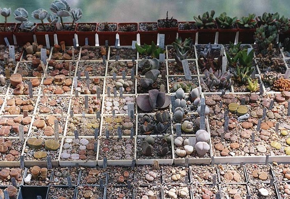 Коллекция Григория Мухина (Фастов) (3772 відвідувань) Фото Владимира Иванова (Киев) Коллекция Григория Мухина (Фастов)