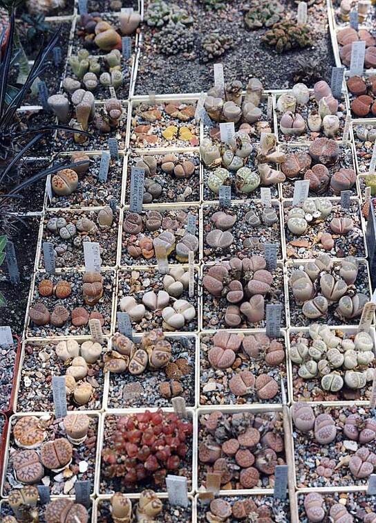 Коллекция Григория Мухина (Фастов)