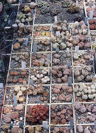 Коллекция Григория Мухина (Фастов)