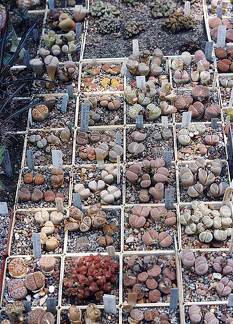 Коллекция Григория Мухина (Фастов)