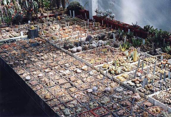 Коллекция Григория Мухина (Фастов)